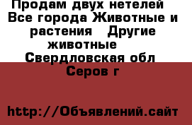 Продам двух нетелей - Все города Животные и растения » Другие животные   . Свердловская обл.,Серов г.